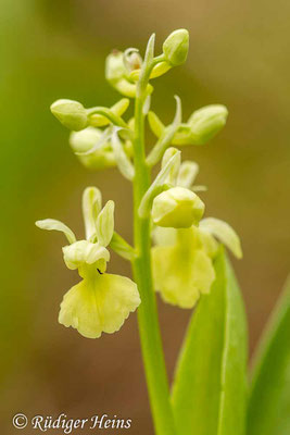 Orchis pallens (Blasses Knabenkraut), 3.5.2013