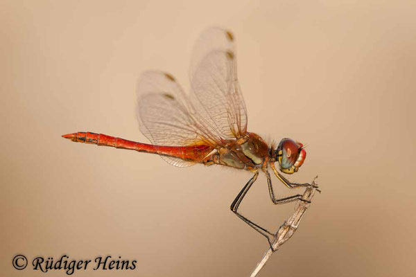 Sympetrum fonscolombii (Frühe Heidelibelle) Männchen, 31.10.2007