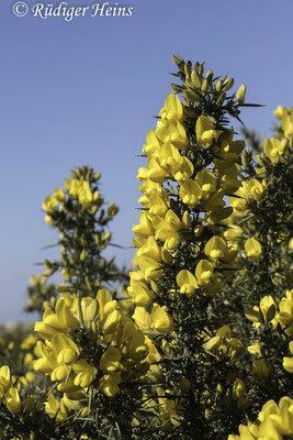 Ulex europaeus (Stechginster)