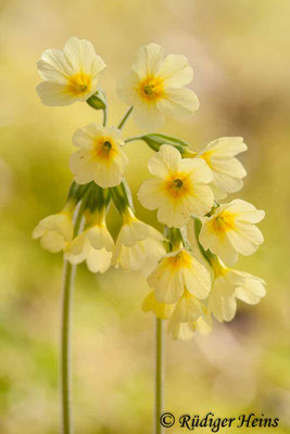 Primula elatior (Hohe Schlüsselblume), 9.4.2011