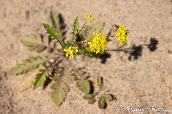 Rorippa sylvestris (Wald-Sumpfkresse), 20.6.2025