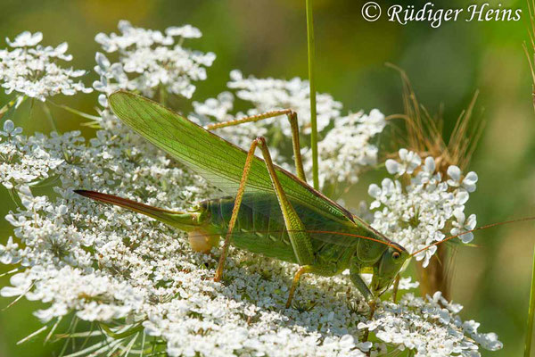 Tettigonia viridissima (Grünes Heupferd) Weibchen, 21.6.2018