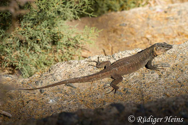 Gallotia stehlini (Gran-Canaria-Rieseneidechse) Männchen, 31.7.2015