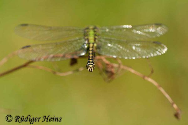 Ophiogomphus cecilia (Grüne Flussjungfer) Männchen, 3.9.2011