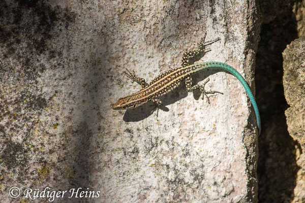 Anatololacerta oertzeni (Südwestanatolische Eidechse)