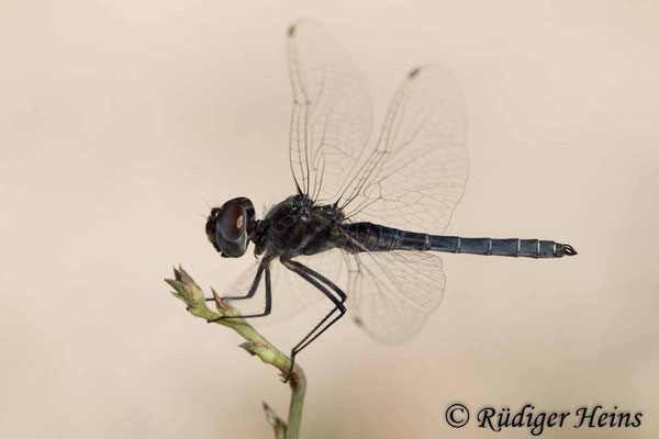 Selysiothemis nigra (Teufelchen, Schwarzer Baron) Männchen, 28.6.2021