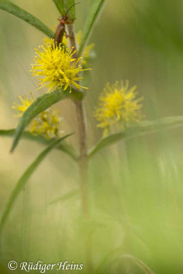 Lysimachia thyrsiflora (Strauß-​Gilbweiderich)