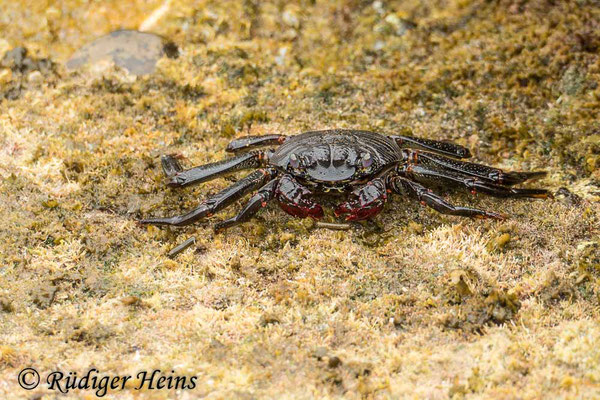 Grapsus adscensionis (Rote Felsenkrabbe), 22.5.2023