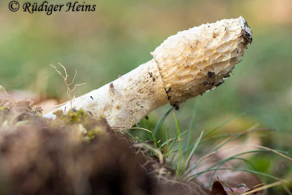 Phallus impudicus (Stinkmorchel), 23.10.2023