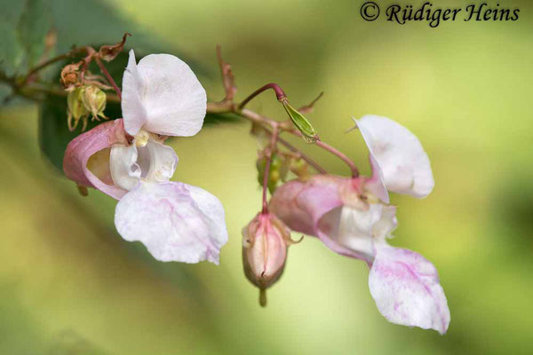 Impatiens glandulifera (Drüsiges Springkraut), 11.9.2023