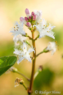 Menyanthes trifoliata (Fieberklee)