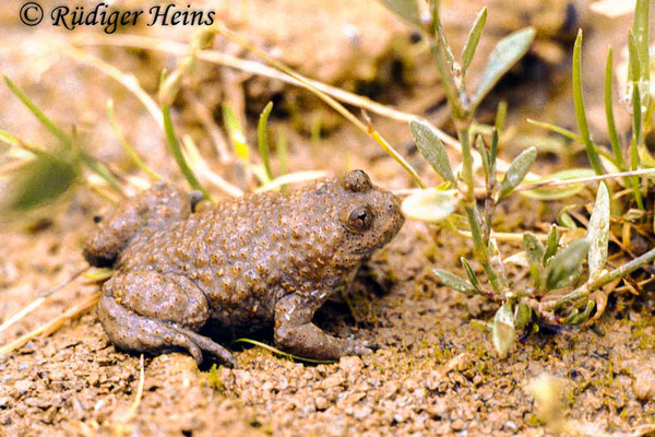 Bombina variegata (Gelbbauchunke), 6.7.1985 (Scan vom Dia)