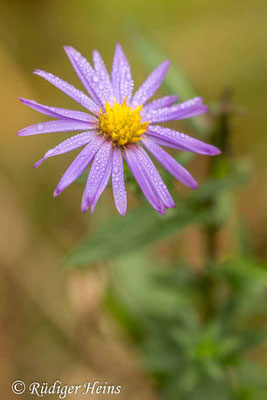 Aster novi-belgii (Glattblatt-Aster), 22.10.2019