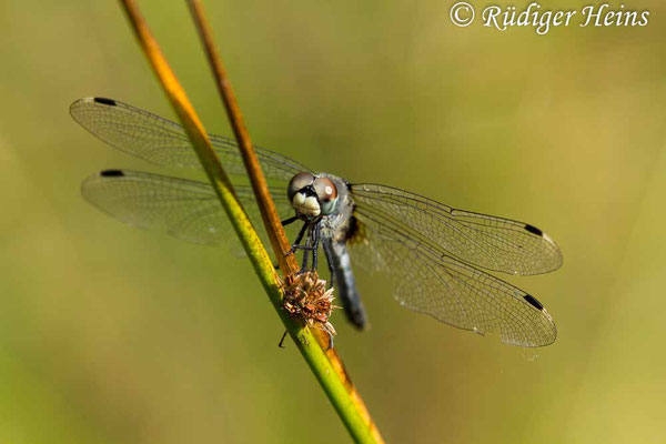 Leucorrhinia albifrons (Östliche Moosjungfer) Weibchen, 7.8.2018