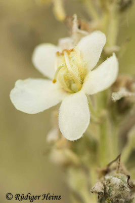 Verbascum lychnitis (Mehlige Königskerze), 28.7.2021