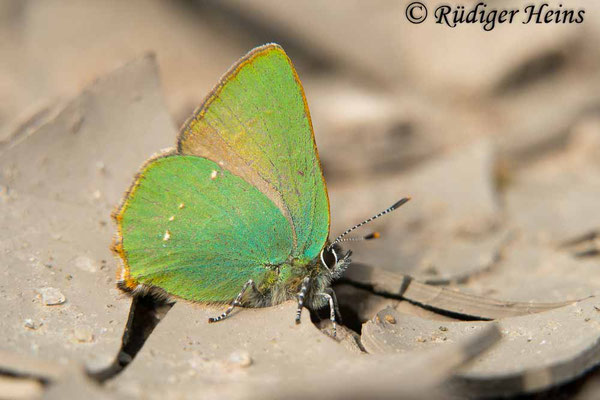 Callophrys rubi (Brombeer-Zipfelfalter), 24.4.2019