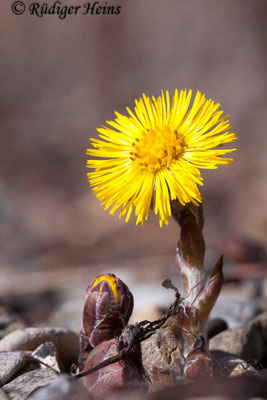 Tussilago farfara (Huflattich)