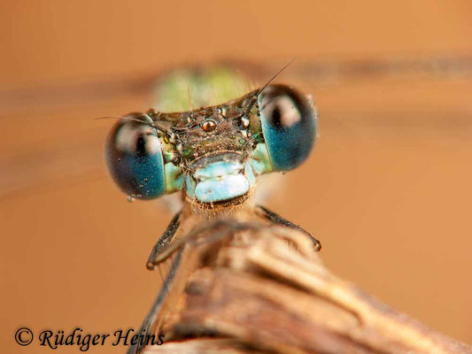 Chalcolestes viridis (Westliche Weidenjungfer) Männchen