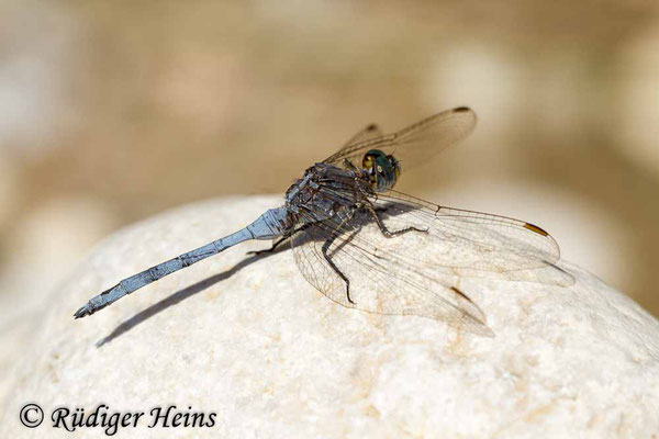 Orthetrum chrysostigma (Rahmstreif-Blaupfeil) Männchen, 27.10.2015