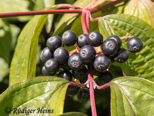 Cornus sanguinea (Roter Hartriegel), 25.8.2024