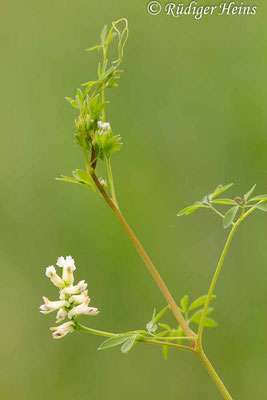 Ceratocapnos claviculata (Rankender Lerchensporn), 29.5.2017