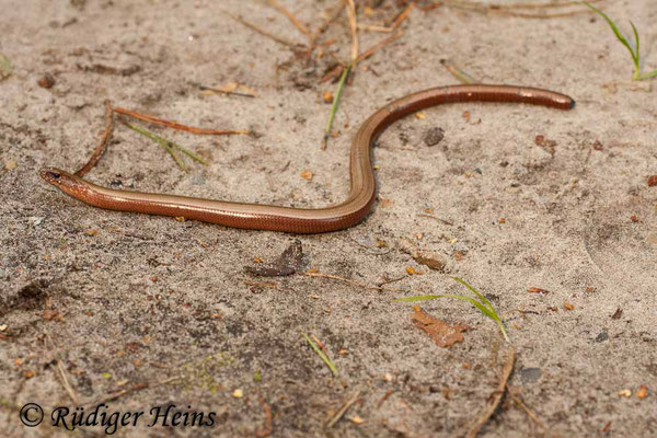 Anguis fragilis (Blindschleiche), 4.9.2010