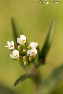 Capsella bursa-pastoris (Hirtentäschelkraut), 22.4.2019