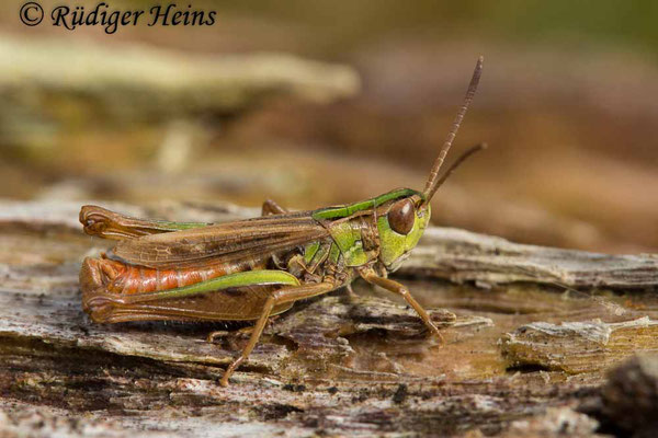 Stenobothrus stigmaticus (Kleiner Heidegrashüpfer) Männchen, 24.8.2020