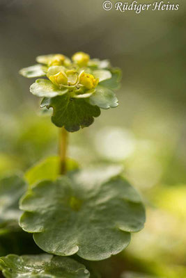 Chrysosplenium alternifolium (Wechselblättriges Milzkraut), 8.4.2022