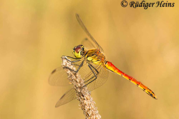 Sympetrum depressiusculum (Sumpf-Heidelibelle) Männchen, 26.8.2019