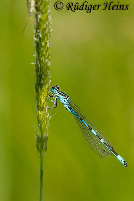 Coenagrion ornatum (Vogel-Azurjungfer) Männchen, 8.6.2013