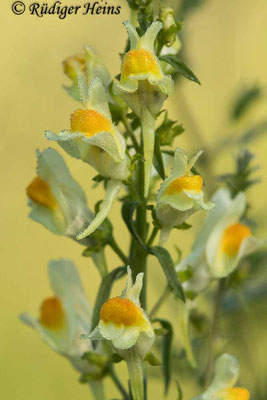 Linaria vulgaris (Echtes Leinkraut), 9.6.2021