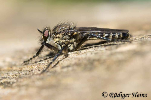 Lasiopogon cinctus (Gemeiner Grauwicht) Weibchen, 27.4.2025