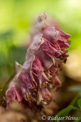 Lathraea squamaria (Gewöhnliche Schuppenwurz), 15.4.2017