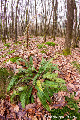 Blechnum spicant (Rippenfarn), 5.12.2015