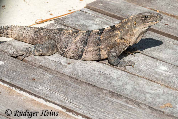 Ctenosaura similis (Gemeiner Schwarzleguan), 2.12.2023