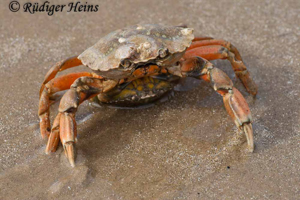 Carcinus maenas (Gemeine Strandkrabbe) Paarung, 17.7.2008