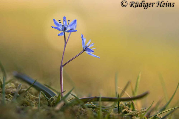 Scilla bifolia (Zweiblättrige Blaustern), 3.4.2022
