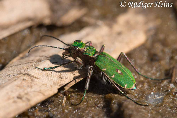 Cicindela campestris (Feld-Sandlaufkäfer), 15.4.2025