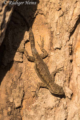 Mesquite-Stachelschuppenleguan (Sceloporus grammicus), 20.11.2023 - Panasonic DMC-FZ 1000