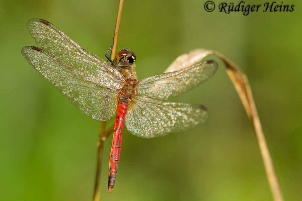 Sympetrum depressiusculum (Sumpf-Heidelibelle) Männchen, 26.9.2015