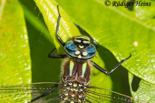 Brachytron pratense, Früher Schilfjäger, Männchen