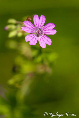 Geranium pyrenaicum (Pyrenäen-Storchschnabel), 29.5.2020