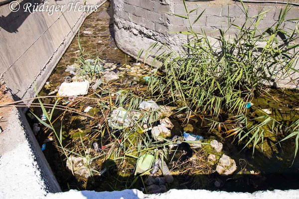 Anax imperator (Große Königslibelle) Habitat, 15.5.2022