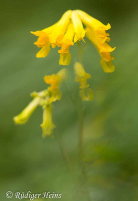 Pseudofumaria lutea (Gelber Lerchensporn), 14.10.2020