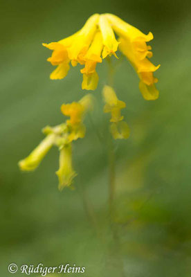 Pseudofumaria lutea, Gelber Lerchensporn