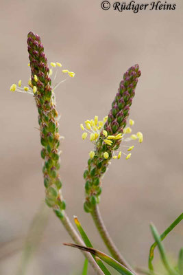 Plantago maritima (Strand-Wegerich), 18.7.2008