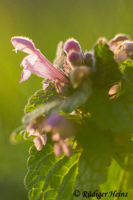 Lamium purpureum (Purpurrote Taubnessel), 22.3.2019