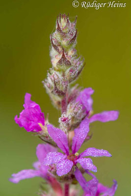 Blutweiderich (Lythrum salicaria), 23.8.2023 - Makroobjektiv 180mm f/3.5