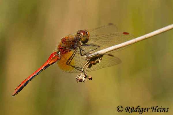 Sympetrum flaveolum (Gefleckte Heidelibelle) Männchen, 9.8.2018